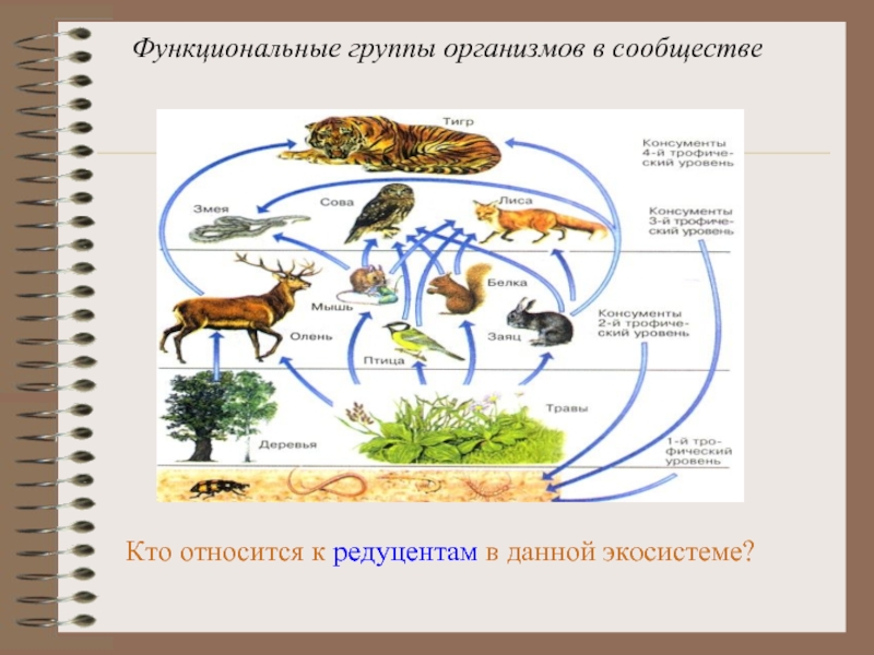 Группы живых организмов в экосистеме. Функциональные группы экосистемы. Группы организмов в экосистеме. Функциональные группы биоценоза. Функциональные группы организмов в экосистеме.