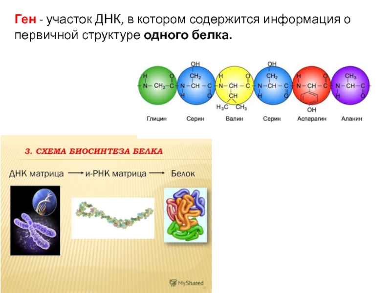 Участком днк является. Ген участок ДНК. Ген содержит информацию о. Участок ДНК содержащий информацию о первичной структуре одного белка. ДНК содержится в.