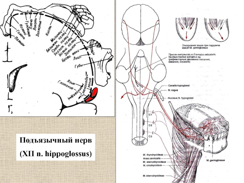 Подъязычный нерв xii