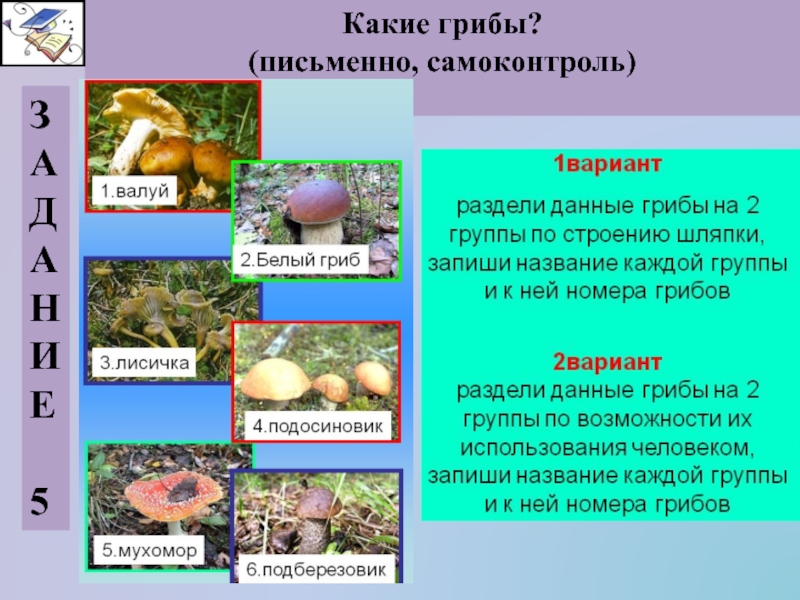 Презентация общая характеристика грибов 7 класс биология. Царство грибы 5 класс биология. Царство грибов 5 класс биология. Царство грибы презентация. Биология 5 кл что такое грибы.