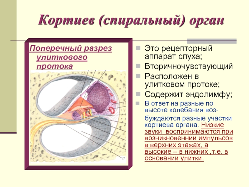 Кортиев орган