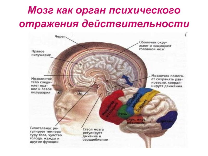 Мозг психическими функциями. Процессы головного мозга. Психические процессы головного мозга. Процессы в человеческом мозге. Мозг и психика в психологии кратко.