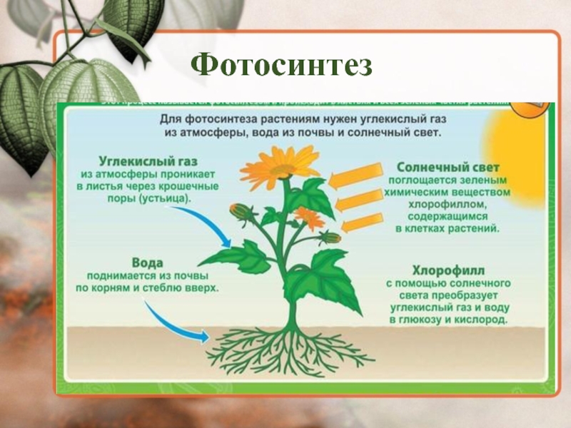 Каждому растению необходима. Фотосинтез. Условия необходимые для фотосинтеза. Фотосинтез растений. Фотосинтез необходим растениям для.