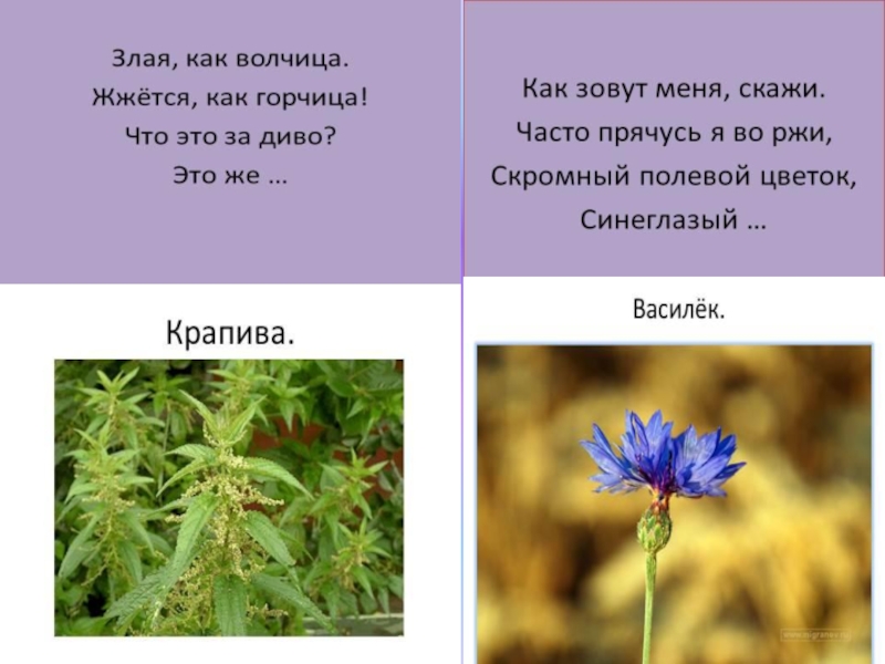 2 народные загадки. Загадки о поле и цветах. Загадки о цветах. Русские народные загадки о поле и цветах. Русские загадки о растениях.