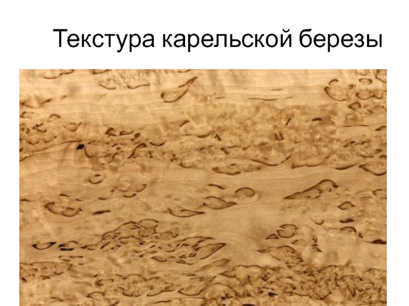 Карельская береза рисунок