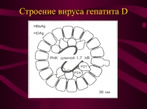 Строение вируса гепатита D