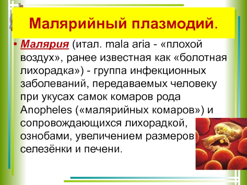 Профилактика малярийного плазмодия. Малярийный плазмодий на латинском. Малярийный плазмодий систематическое положение. Малярийный плазмодий питание. Малярийный плазмодий царство.