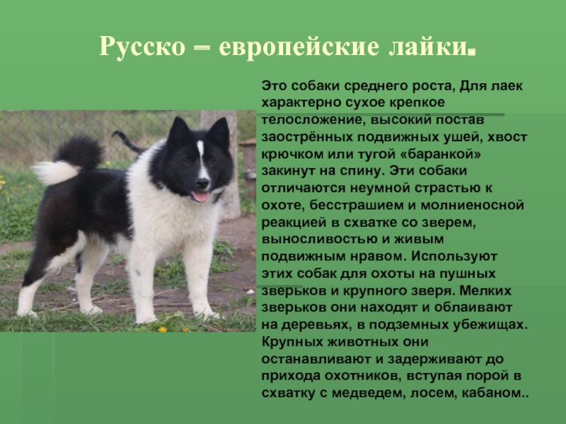 Русско – европейские лайки.Это собаки среднего роста, Для лаек характерно сухое крепкое телосложение, высокий постав заострённых подвижных