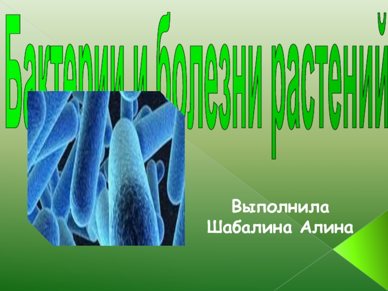 Презентация Бактерии и болезни растений