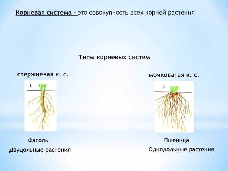 Фасоль корневая. Типы корневых систем стержневая и мочковатая. Мочковатый Тип корневой системы. Стержневые и мочковатые корневые системы биология 6 класс. Горох корневая система мочковатая.
