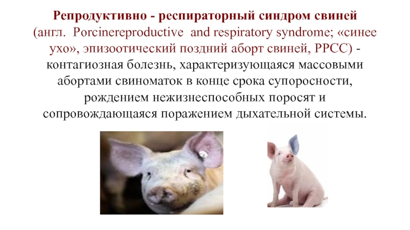 Репродуктивно - респираторный синдром свиней
(англ. Porcinereproductive   and
