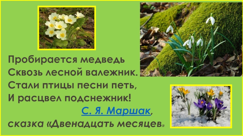 Белозеров подснежники маршак апрель 1 класс презентация школа россии