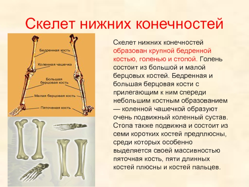 Кости или кости. Скелет берцовая кость. Скелет нижних конечностей состоит из костей. Большая и малая берцовая кость. Скелет нижних конечностей образован.