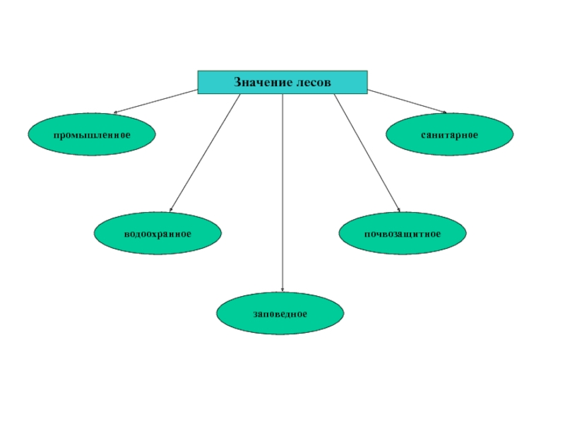 Что значит сан. Санитарное значение леса. Схема значение леса. Заполни схемы значение леса для древнерусского человека. Схема значение леса в жизни человека.