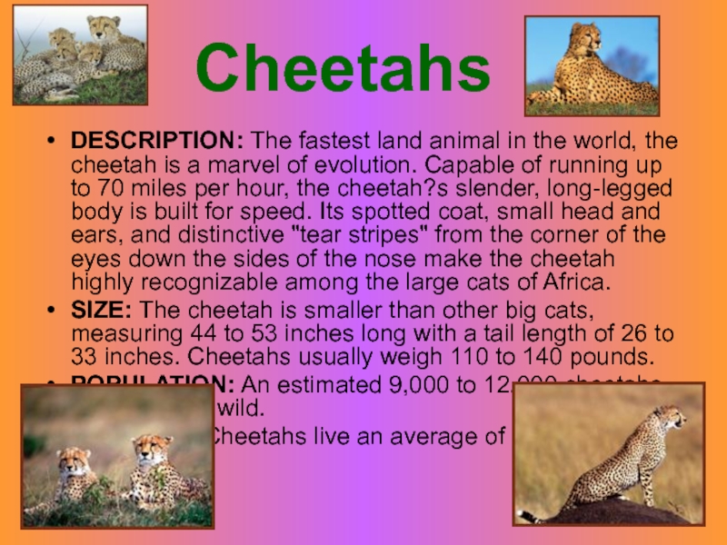 Про животных на английском. The Cheetah is the fastest Land animal in the World. Домашние животные на английском. Рассказ о вымирающим животным на английском. Составить рассказ о вымирающем виде животного на английском.