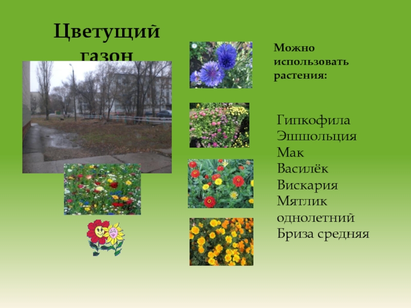 Цветущий газонГипкофила ЭшшольцияМакВасилёк Вискария Мятлик однолетнийБриза средняяМожно использовать растения: