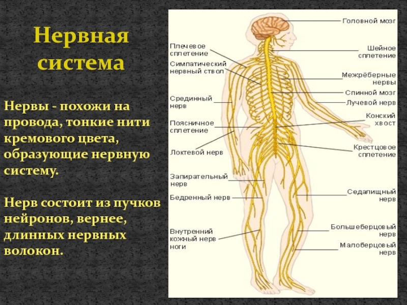 Тест на тему нервная. Нервная система человека состоит 3 класс окружающий мир. Нервная система нервы.