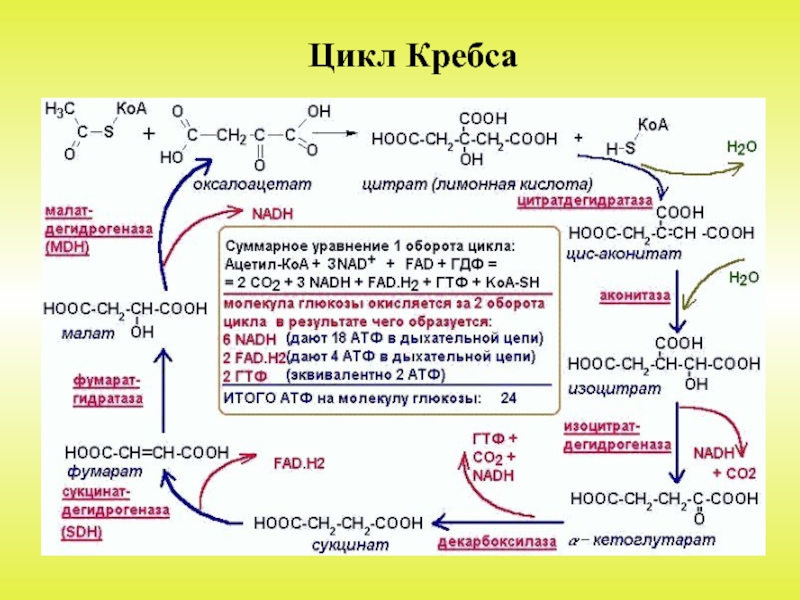 Нарисовать цикл кребса