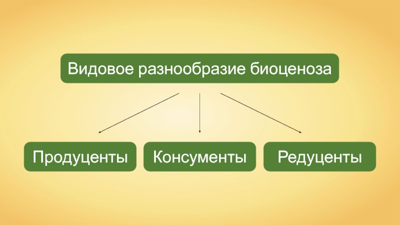 Видовое разнообразие презентация