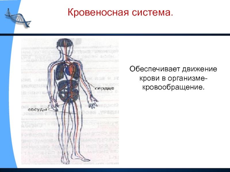 Презентация системы организма человека