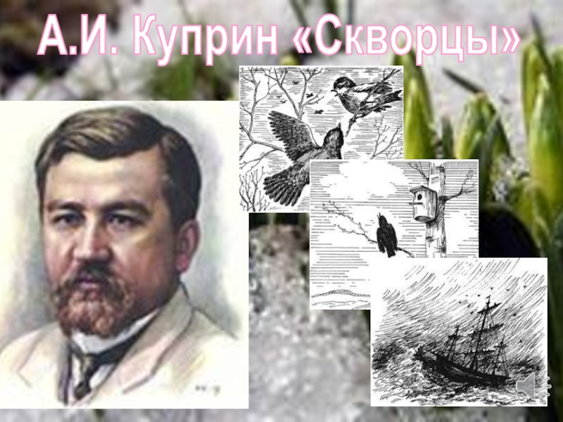 План а и куприн скворцы