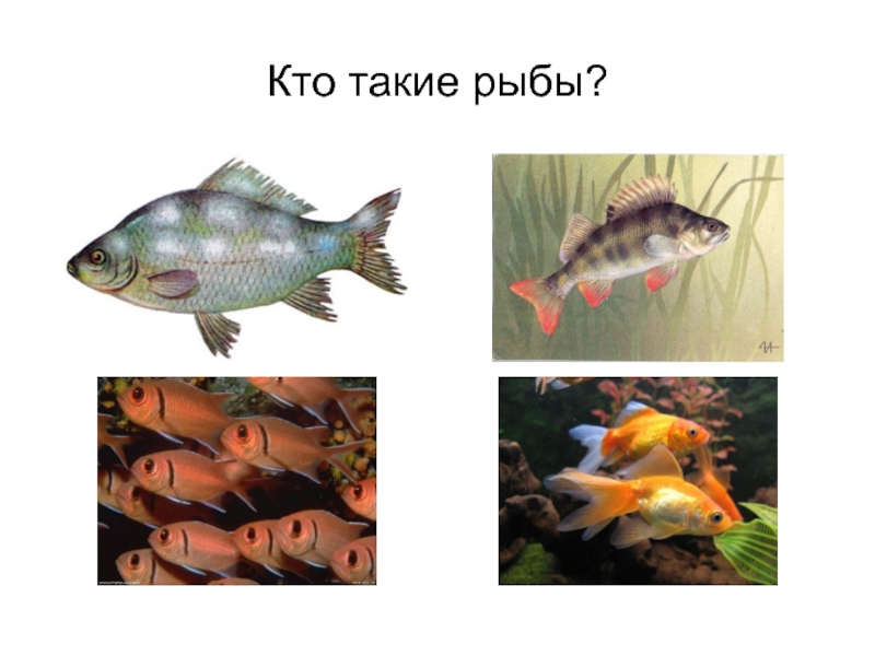 Презентация Кто такие рыбы?