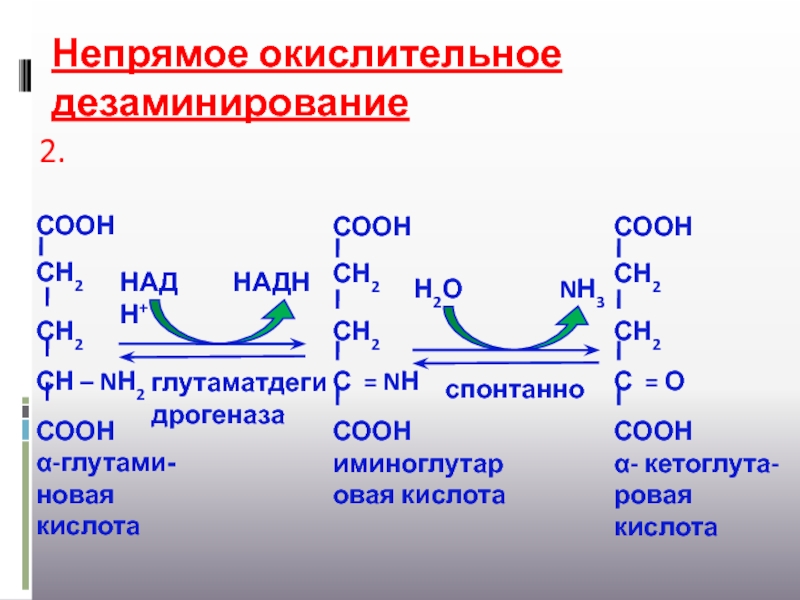 Окислительное дезаминирование аланина