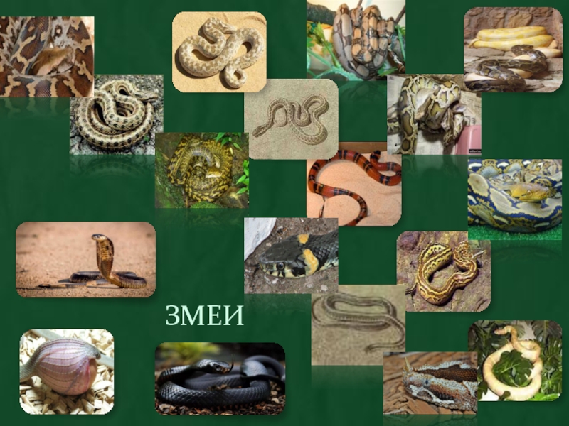 Змеи биология 7 класс. Змея биология. Биологический слайд со змеями. Змея доклад 2 класс. Змеи доклад 3 класс окружающий мир.