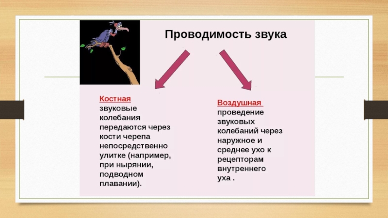 Костная проводимость. Воздушная и костная проводимость. Воздушная и костная проводимость звука. Воздушная проводимость звука. Механизм костной и воздушной проводимости звука.