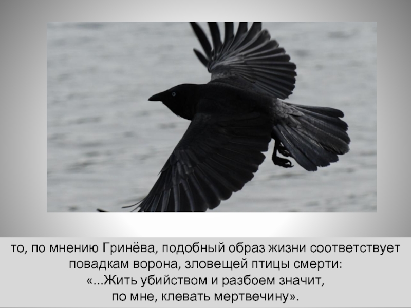 то, по мнению Гринёва, подобный образ жизни соответствует повадкам ворона, зловещей птицы смерти: «...Жить убийством и разбоем