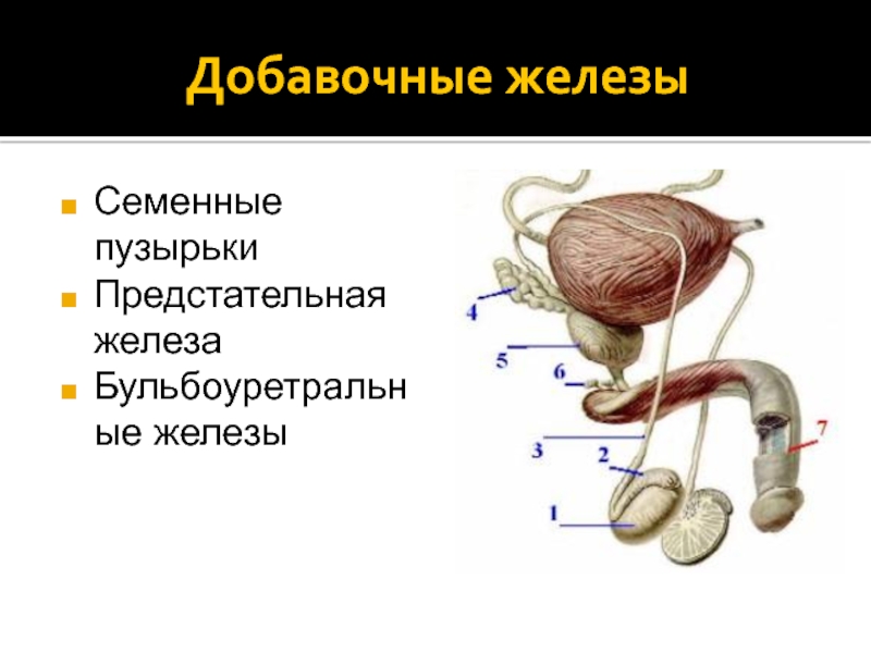 Придаточная железа у мужчин. Мужская половая система семенные пузырьки. Семенной пузырек, мужские половые железы. Добавочные половые железы у мужчин. Строение мужских половых желез.