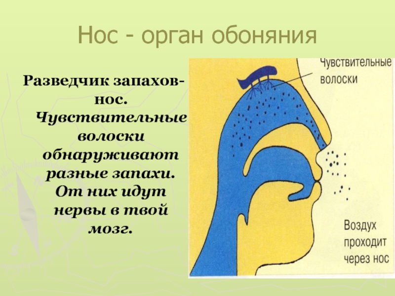 Определение обоняния. Нос обоняние. Нос орган. Органы чувств обоняние. Органы чувств нос орган обоняния.