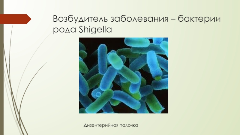 Бактериальное заболевание 5 класс. Шигелла дизентерийная. Дизентерийная палочка шигелла. Бактерии возбудители заболеваний дизентерия. Дизентерийная палочка царство.