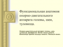 Функциональная анатомия опорно-двигательного аппарата головы, шеи, туловища