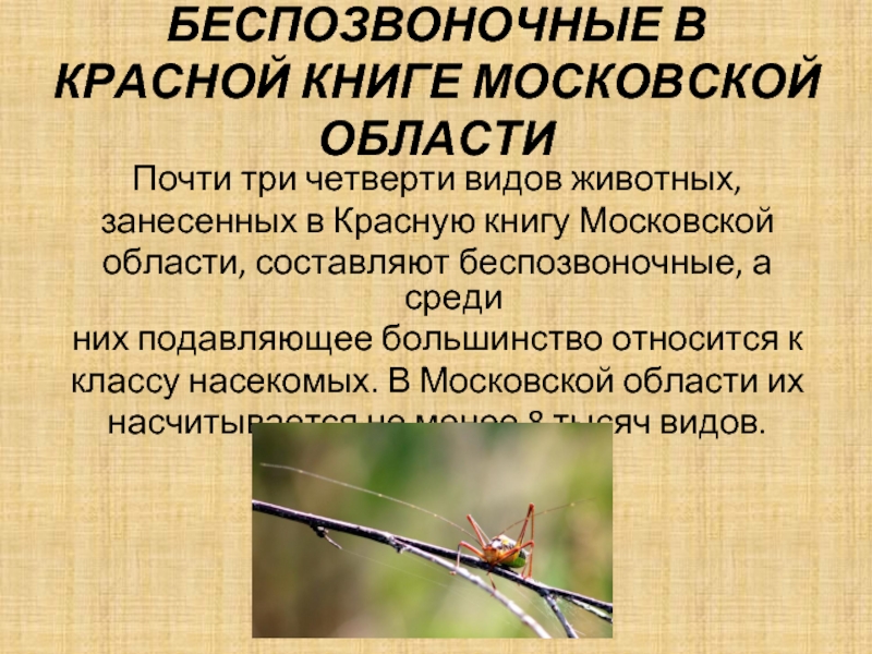 БЕСПОЗВОНОЧНЫЕ В КРАСНОЙ КНИГЕ МОСКОВСКОЙ ОБЛАСТИПочти три четверти видов животных, занесенных в Красную книгу Московской области, составляют