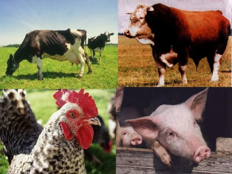 Сх сша. Животноводство США. Сельское хозяйство США животноводство. Скотоводство в США. Животноводство Северной Америки.