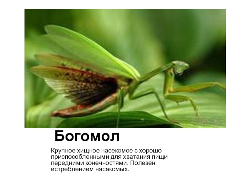 БогомолКрупное хищное насекомое с хорошо приспособленными для хватания пищи передними конечностями. Полезен истреблением насекомых.