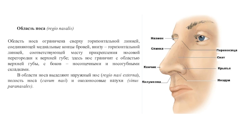 Переносица носа. Строение области носа. Области наружного носа. Анатомические области носа.