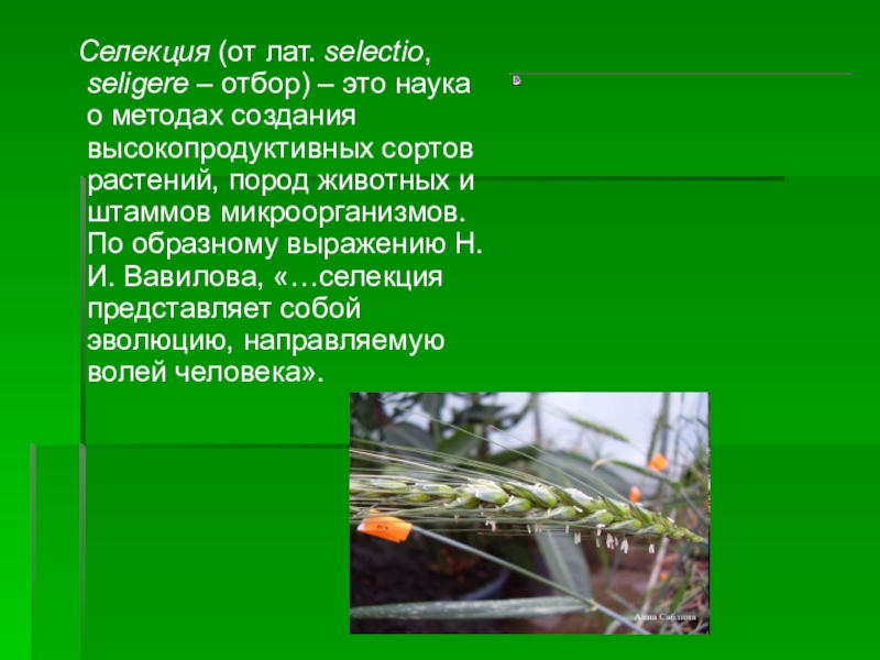 Генетические основы селекции вклад н и вавилова в развитие селекции презентация 11 класс