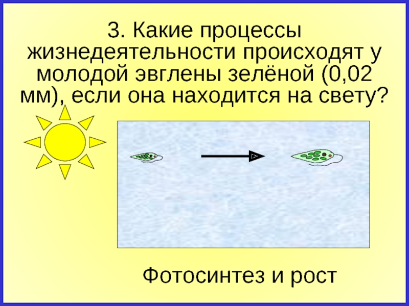 В процессе жизнедеятельности происходит развитие. Фотосинтез у эвглены зеленой происходит в.