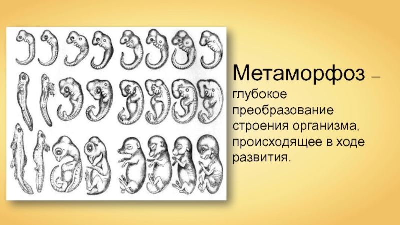 Метаморфоз 20. Метаморфоз. Метаморфоз это в биологии. Метаморфозы животных. Примеры Метаморфоза в биологии.