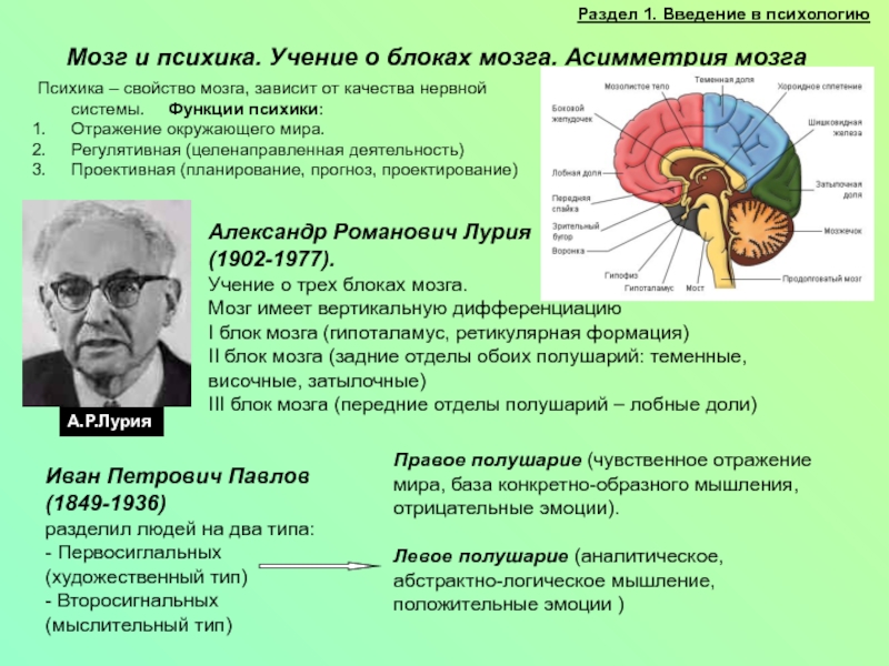 Мозг психическими функциями. Функции мозга. Асимметрия блоков мозга. Мозг и психика. Блоки мозга.. Психические функции мозга.