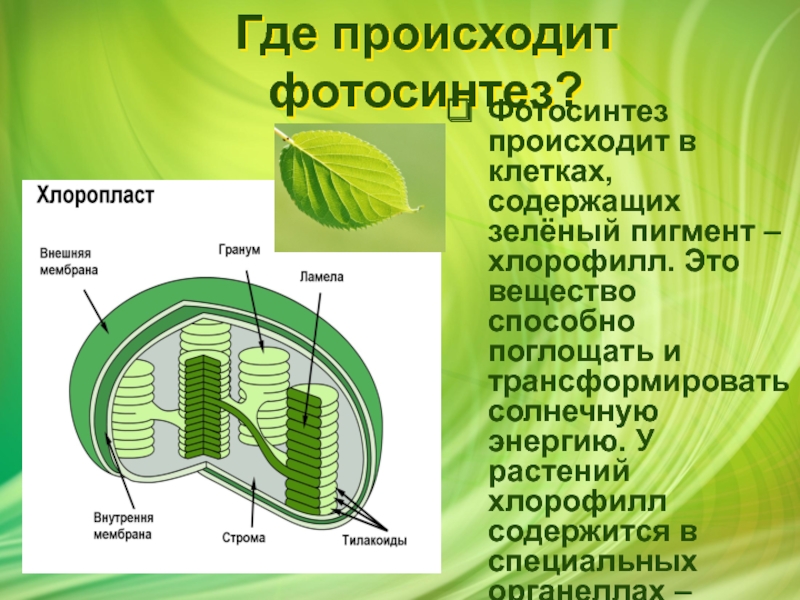 Одновременно в листьях осуществляется процесс. Фотосинтез в хлоропластах. Фотосинтез листа. Процесс фотосинтеза у растений. Хлорофилл содержится в хлоропластах.