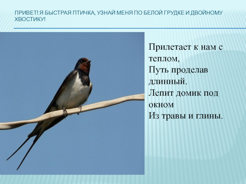 Перелетные птицы пермского края фото с названиями и описанием