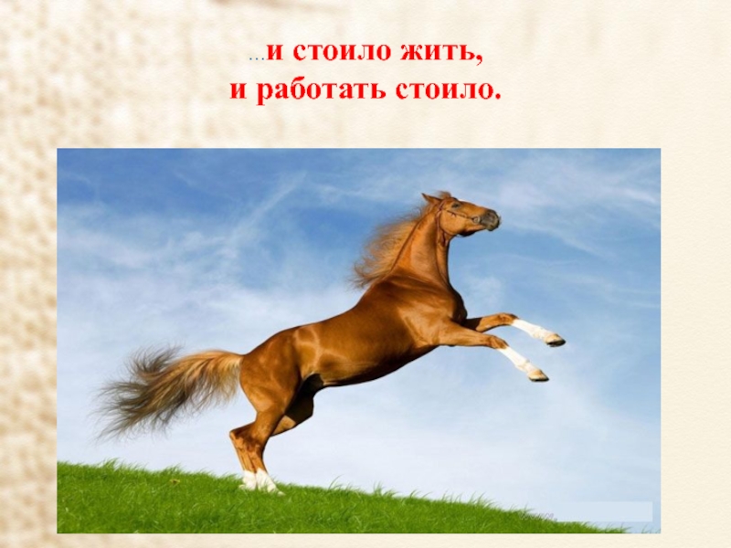 Хорошее настроение к лошадям стихотворение. Хорошее отношение к лошадям Маяковский. Хорошее отношение к лошадям иллюстрации. Иллюстрация к стихотворению хорошее отношение к лошадям. Хорошее отношение км лоша.