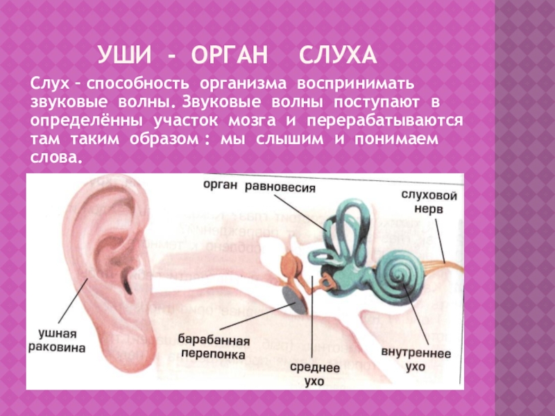 Чувствительный орган слуха. Орган слуха. Ухо слух орган слуха. Строение уха звуковые волны.