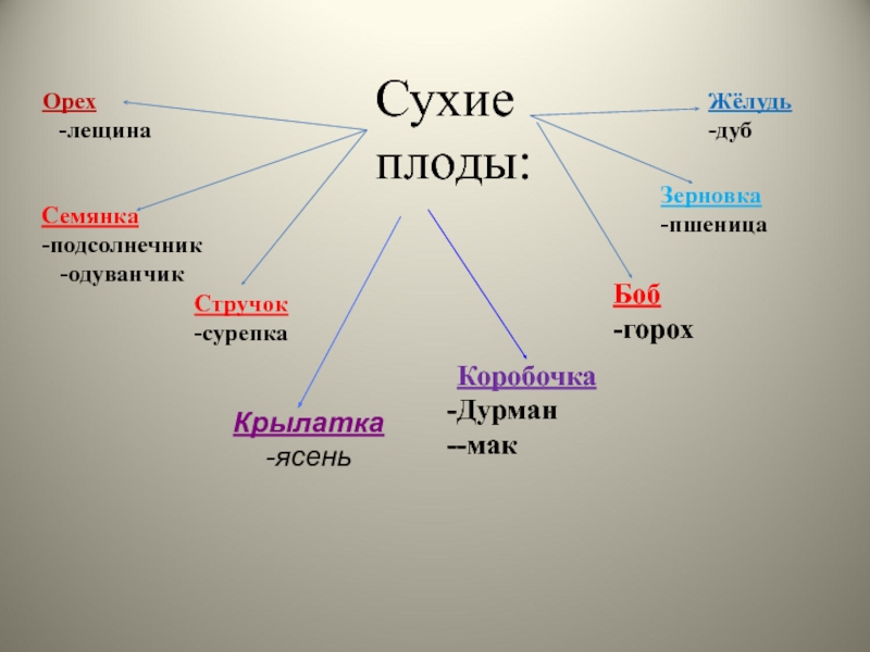 Последовательность рисунков служащая вспомогательным средством для создания фильмов это