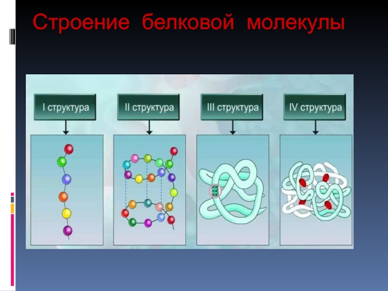 Какое строение белков. Пространственная организация белковых молекул. Пространственная структура белков. Структура белка биология. Строение белковой молекулы.