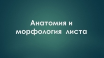 Анатомия и морфология листа