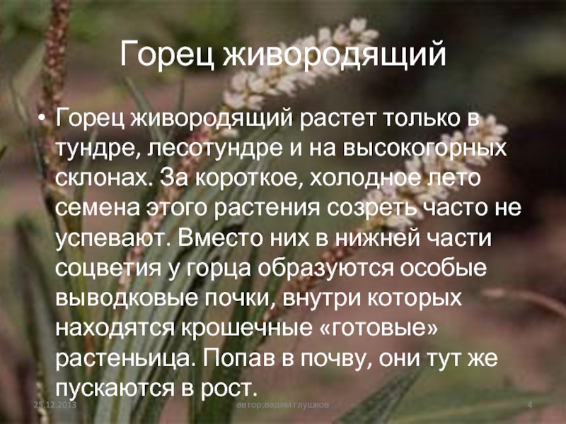 Растения тундры 4 класс. Горец живородящий в тундре. Горец живородящий в тундре сообщение. Горец живородящий с выводковыми почками. Соцветия живородящих растений тундры состоят из.